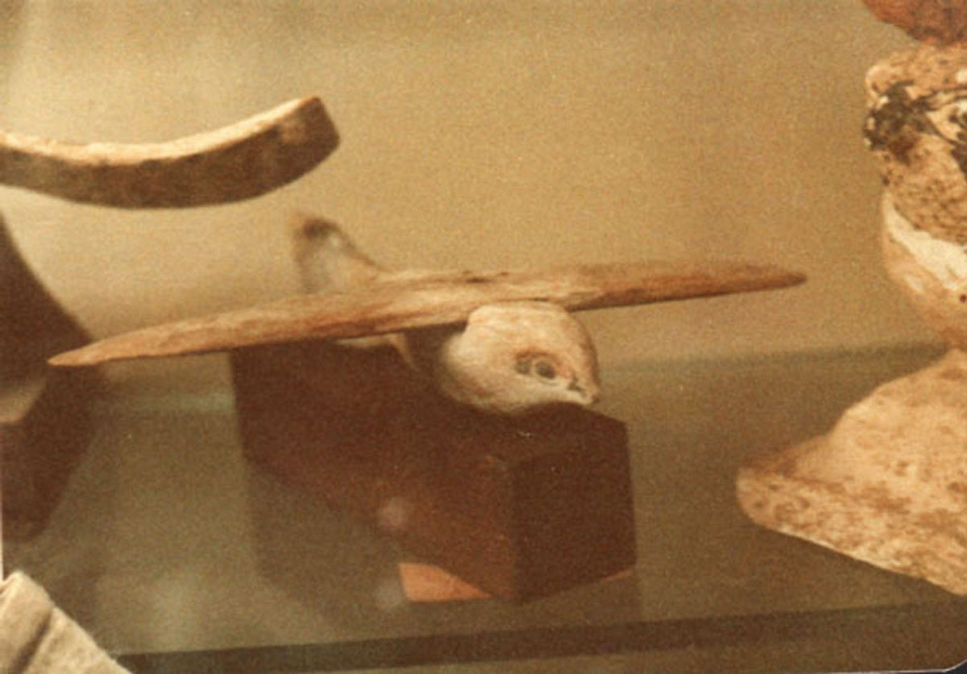 Front view of the actual Saqqara Bird artifact, the carved sycamore-wood bird figure excavated at Saqqara in 1898 and held at the Egyptian Museum, Cairo