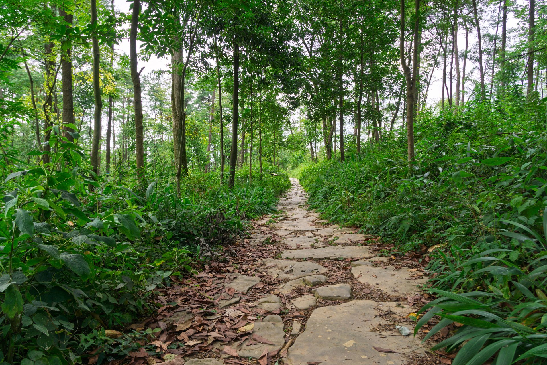 A forest trail in Baiyun District, Guiyang, Guizhou &mdash; the same district as Duxi Forest Farm, though not the actual 1994 damage site